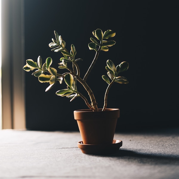 plant in pot with sunlight.