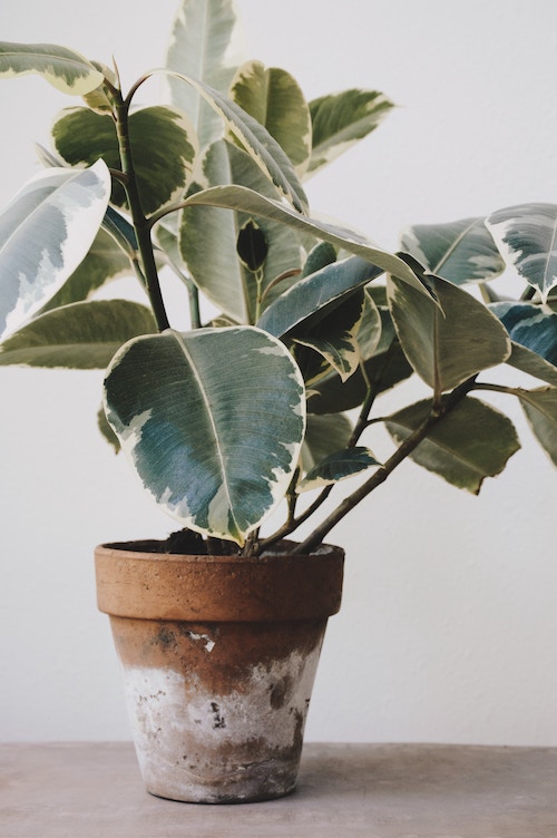 wide-leafed plant in pot.